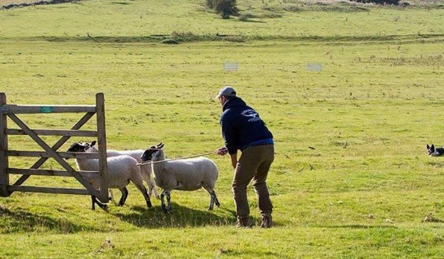 Dovedale Autumn Sheepdog Trial