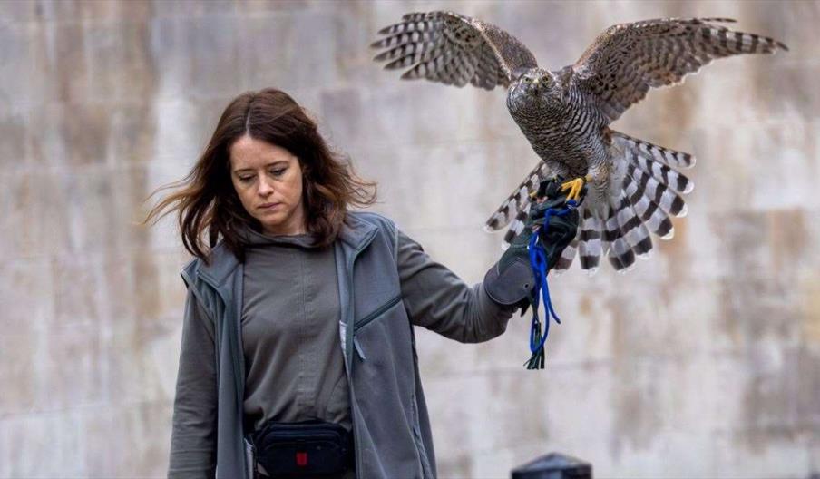 H is for Hawk (15)