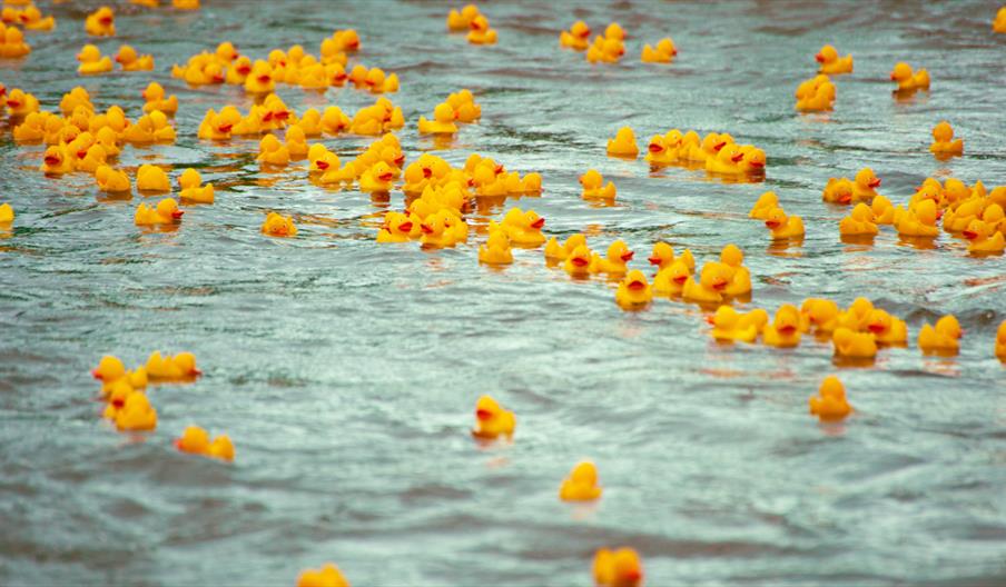 Flash Duck Race