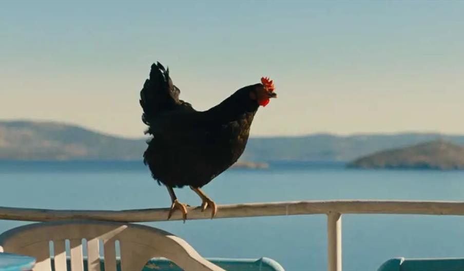 Hen (15)