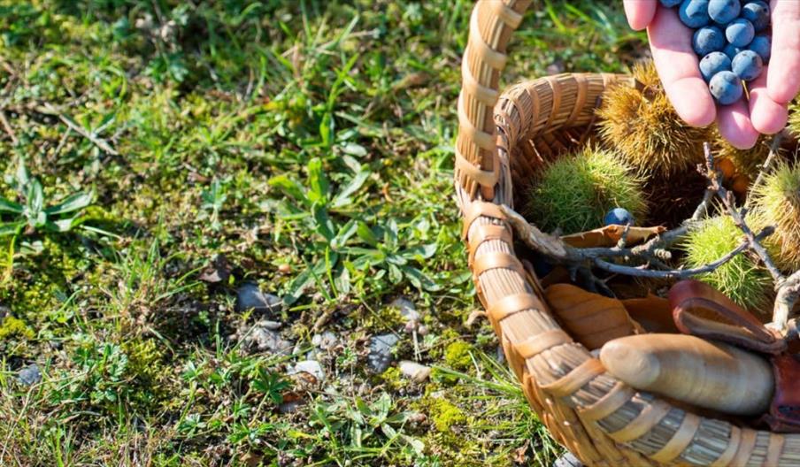 Estate Foraging Learn and Discover at The Tawny