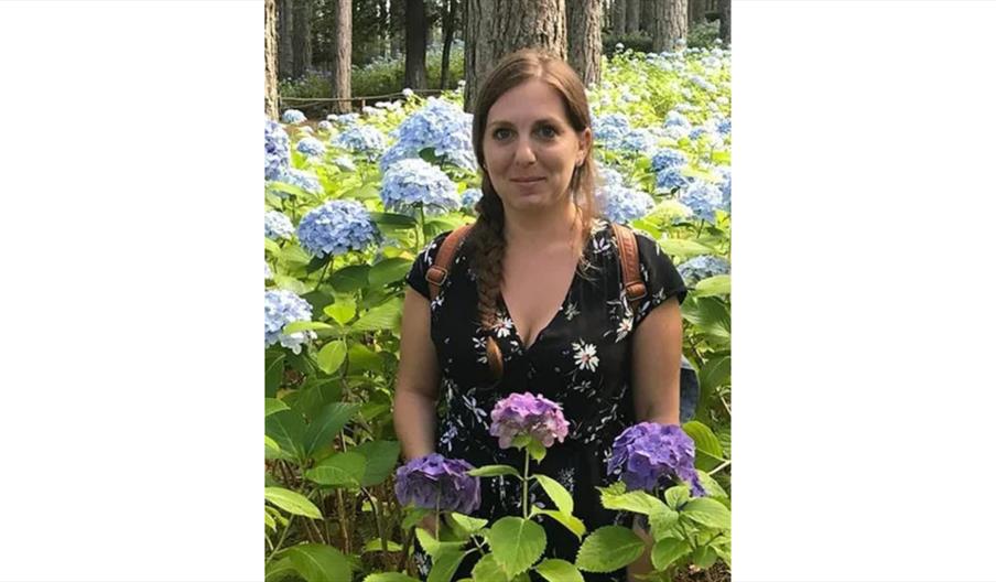 Person standing among blue and purple hydrangeas in a woodland garden.