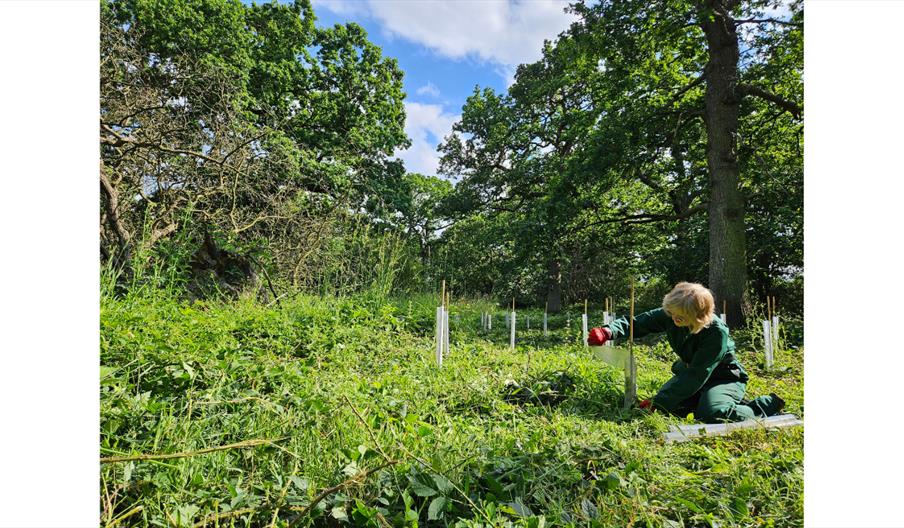 Protecting baby oak trees at Alvecote Wood