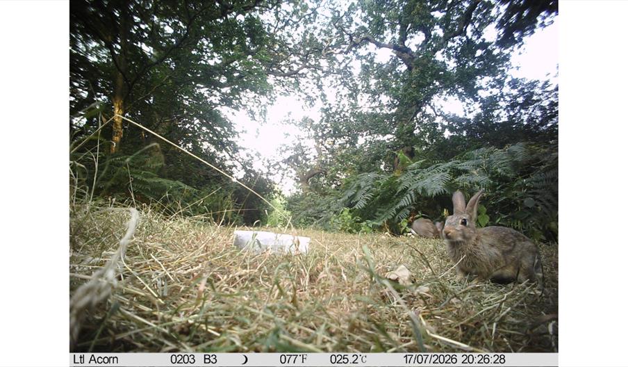 Wildlife using water bowls at Alvecote Wood