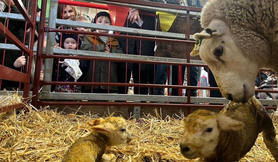 Inside the lambing barn