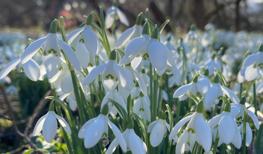 Close-up of white snowdrops blooming in a sunlit woodland.