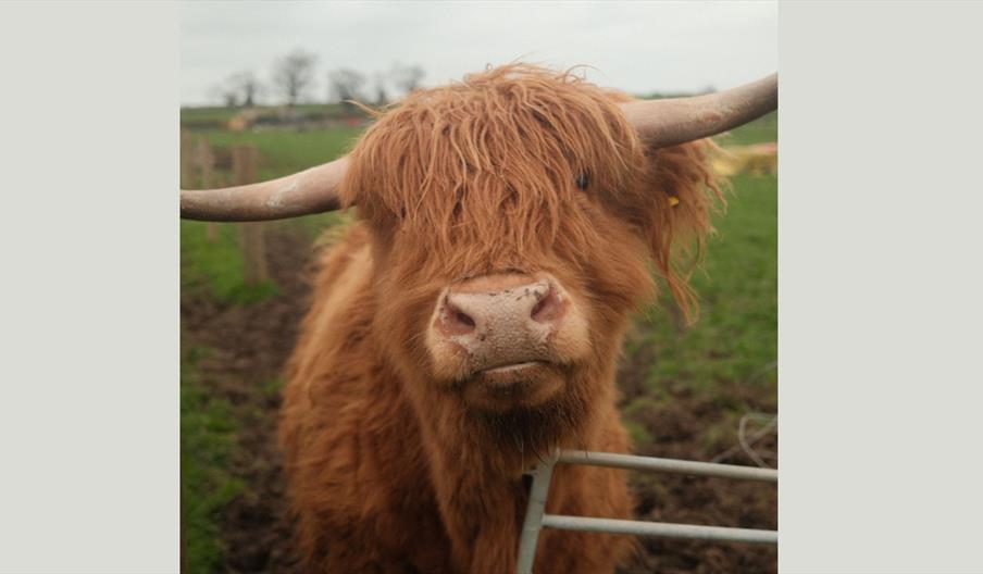 Fluffy Highland cow up close in a muddy farm field.