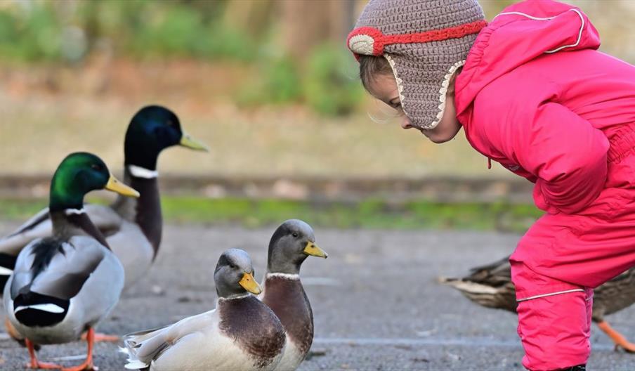 A child dressed in a bright pink snowsuit and a knitted hat is crouching down on a paved surface, observing a small group of ducks. The ducks, includi