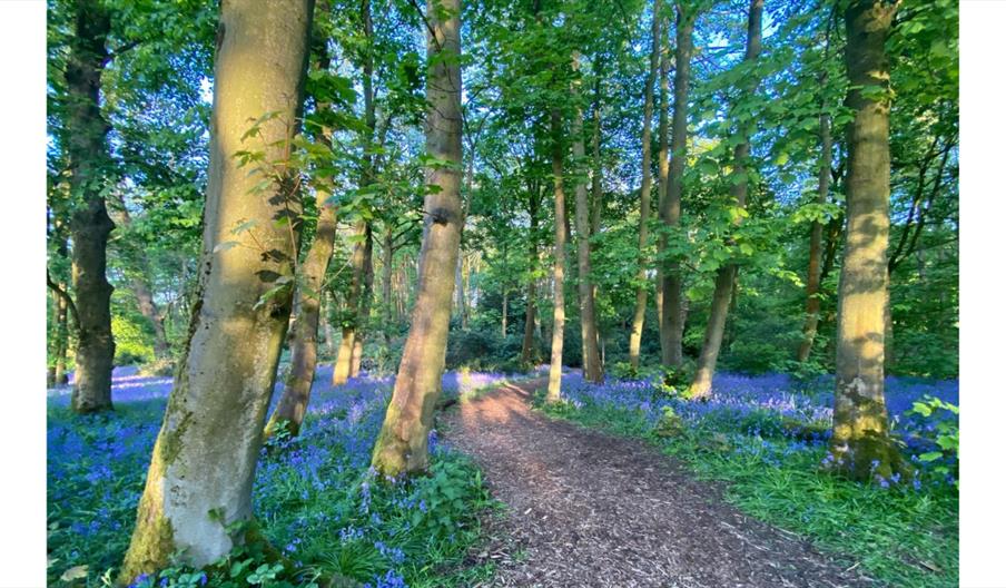 Bluebell Walk in the Old Wood