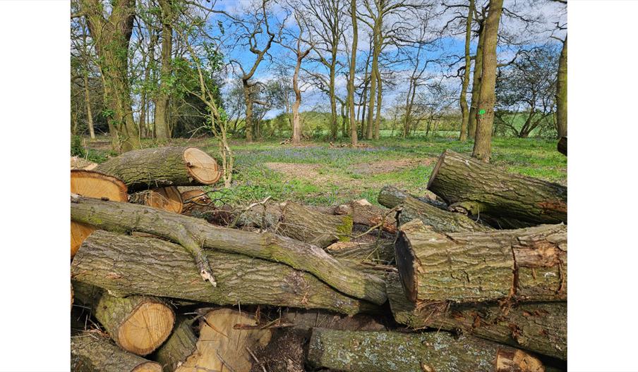 Bluebells coming out at Alvecote Wood