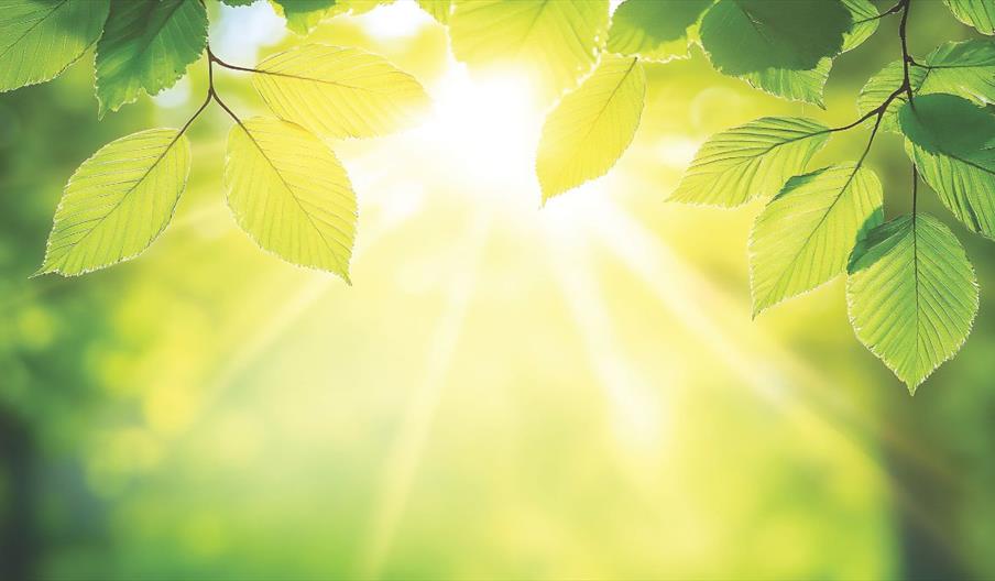 Sun breaks through the leaves of a tree