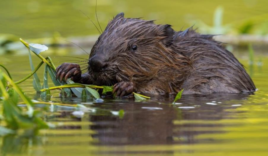 Weekend Beaver Safari