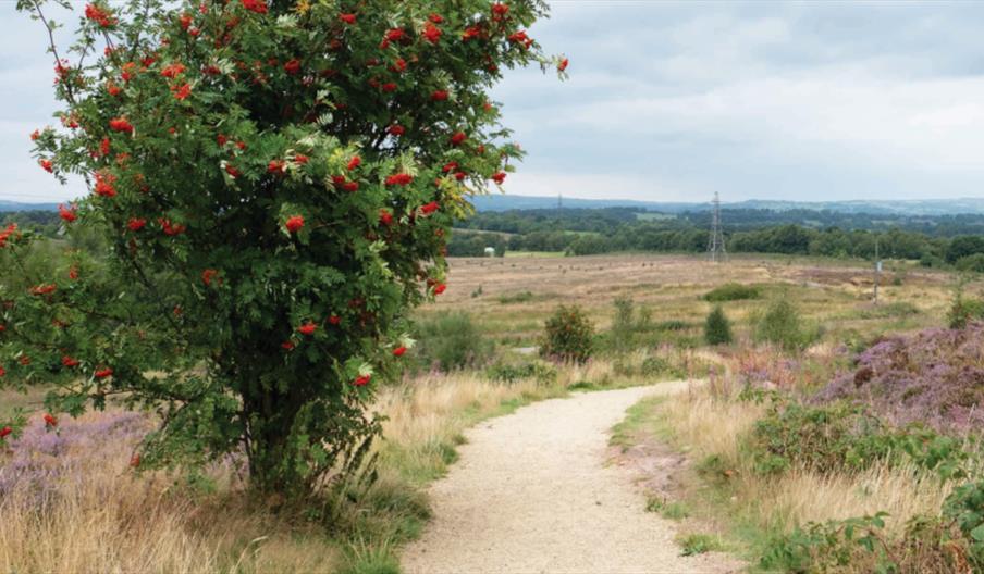 purple heather in bloom and mountain ash tree on Wetley Moor Common