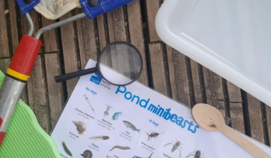 Pond Creatures Day at RSPB Middleton Lakes