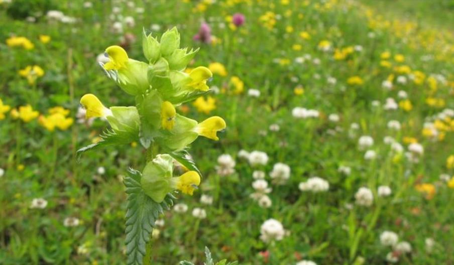 image of Yellow Rattle, Clover and Buttercups
