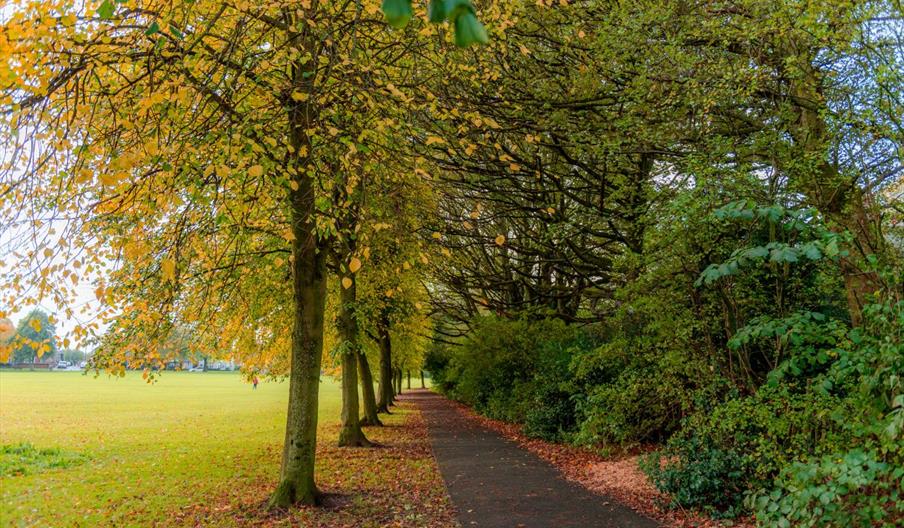An avenue of autumn trees