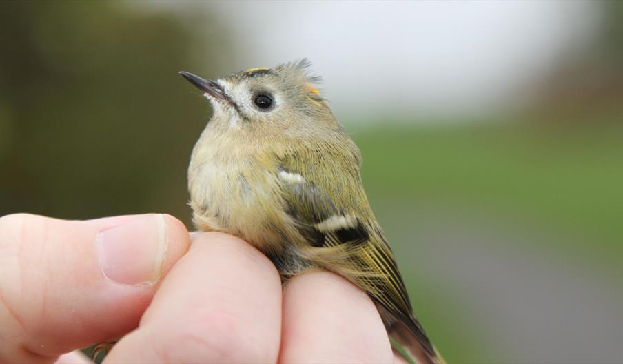Wonderful Winter Birds Trail