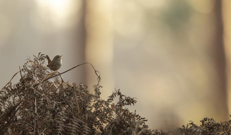 A bird perched on a fern as the sun rises