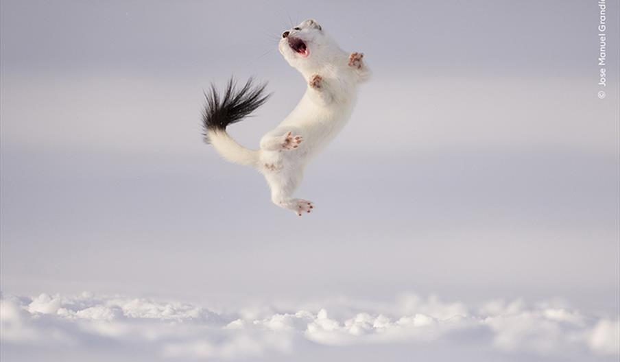 Snowy scene with white animal leaping into the air