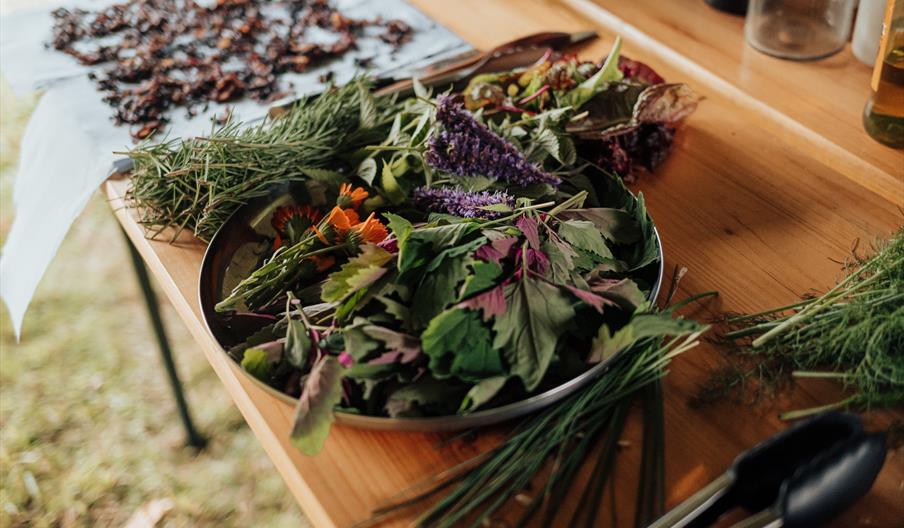 Spring Foraging Workshop - Supperhood