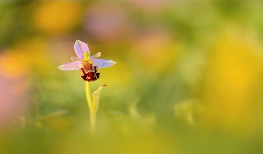 One of the colourful wildflowers which calls Middleton Lakes, Staffordshire, its home