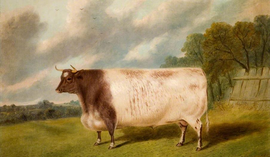 Watercolour painting of a bull