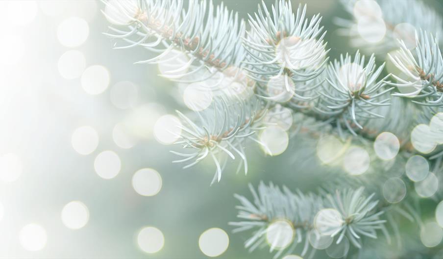Sandon Hall Christmas Carols