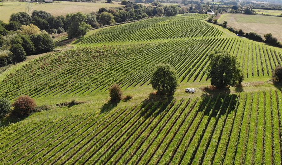 Aerial view of vineyard