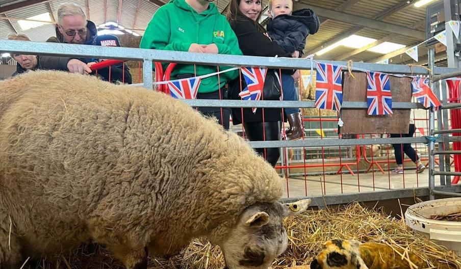 Lambs & Ewe PLAY@ Lower Drayton Farm