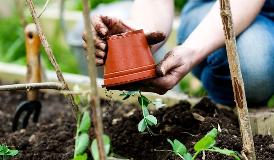 Planning and Planting Out