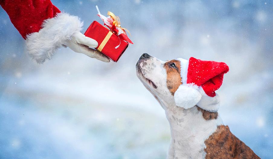 A dog in a santa hat being handed a Christmas present