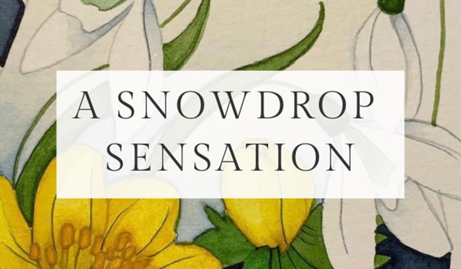A Snowdrop Sensation
