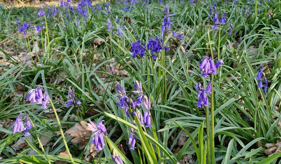 Buzzards Valley Vineyard