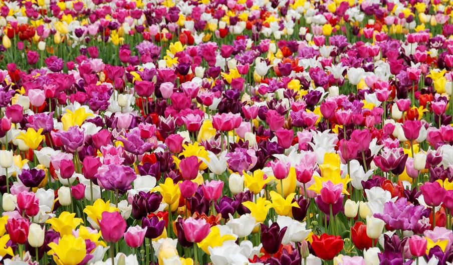 Tulip Festival @ Lower Drayton Farm