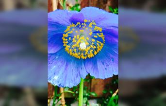 Sunday Lecture Group - In search of the Blue Poppy
