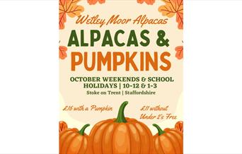 Alpacas & Pumpkins