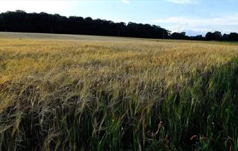 Brankley Pasture, Photo by Tim Wayne