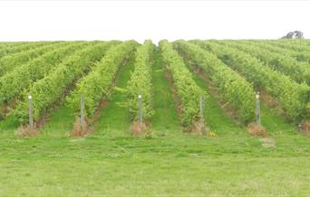Buzzard Valley Wines, Vineyard & Fishery