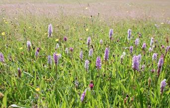Cotton Dell Nature Reserve