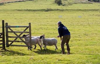 Image of sheep being herded into a pen by a person