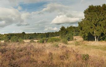 Highgate Common, photo by David Wain
