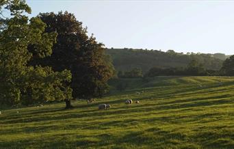 National Trust Ilam Park