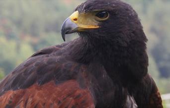 Visit the Eagles at Kingsley Bird Centre