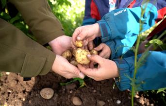 Get hands-on picking farm fresh veg at Lower Drayton Farm