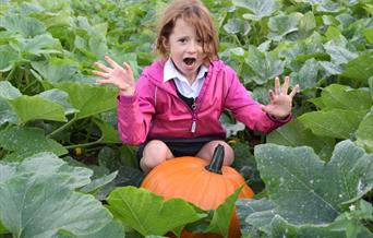 Image shows a young girl, sitting in a pumpkin patch behind a huge pumpkin and looking shocked
