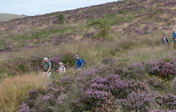 Walk the Moorlands - Moor Moors