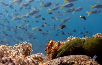 Ocean with David Attenborough (PG)