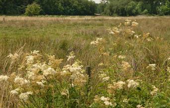 Pasturefield, photo by David Wain