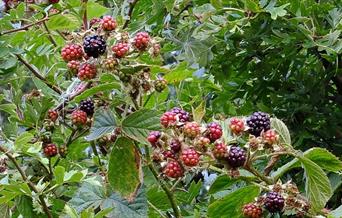 Blackberries in Radford Bank Meadows, photo by Tim Wayne