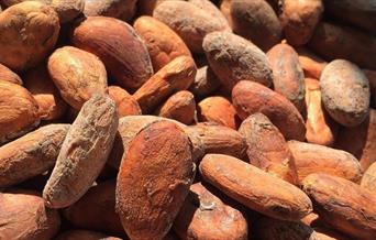 Seed Chocolate